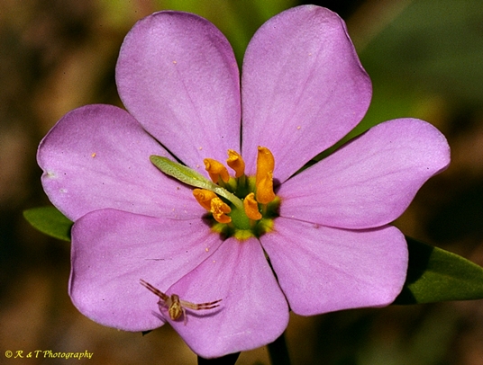 {Sabatia capitata}